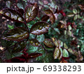 Beautiful nature background of vertical garden with green leaves 69338293
