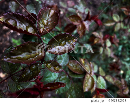 Beautiful nature background of vertical garden with green leaves 69338293