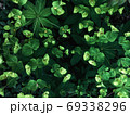 Beautiful nature background of vertical garden with green leaves 69338296