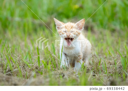 あくびをする子猫の写真素材