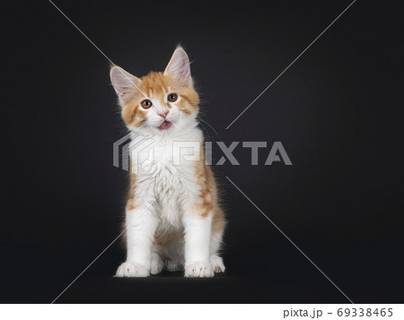 Red and white kitten on black background Red and white kitten on black background 69338465