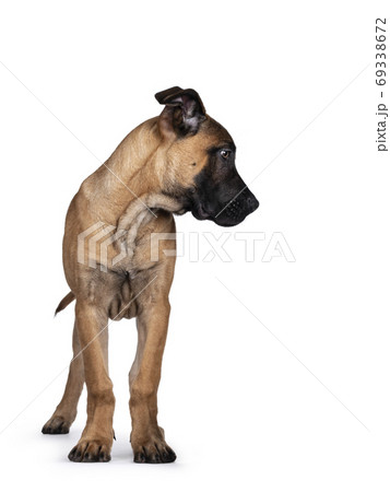 Young Boerboel / Malinois dog on white background 69338672