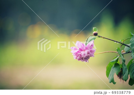 挨拶する皇帝ダリア 69338779