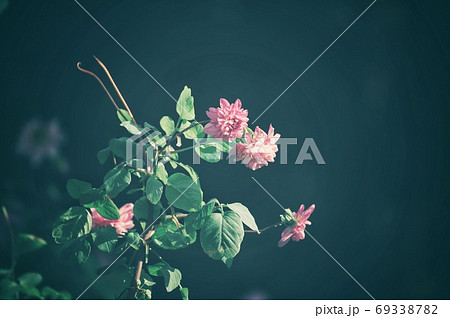 背景黒の皇帝ダリア 69338782