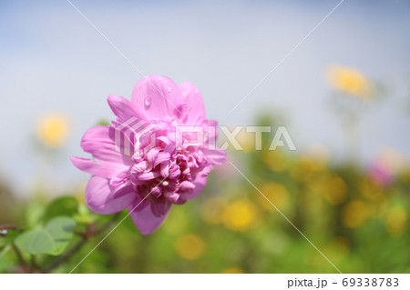 空と八重の皇帝ダリア 69338783