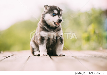 Four-week-old Husky Puppy Of White-gray-black Color Sitting On Wooden Floor And Showing Tongue Four-week-old Husky Puppy Of White-gray-black Color Sitting On Wooden Floor And Showing Tongue 69338795