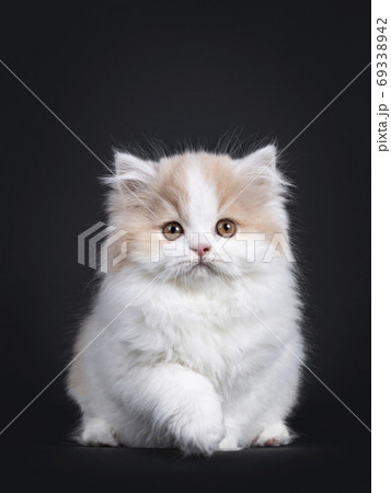 White with creme British Longhair cat on black White with creme British Longhair cat on black 69338942