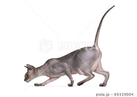 Sphynx cat on white background 69339004