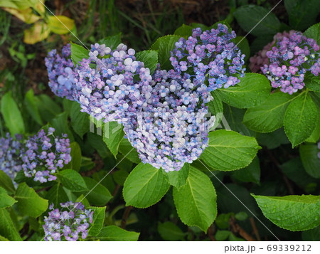 紫陽花（ミッキー型） 69339212