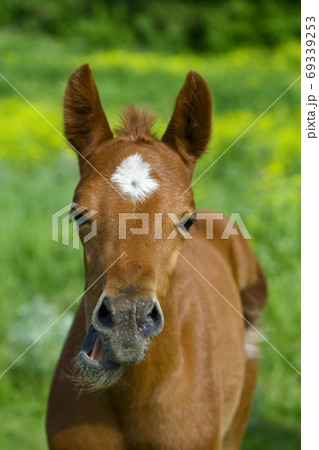 Horse with a sense of humor. 69339253