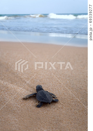 Newly hatched baby Loggerhead turtle toward the ocean Newly hatched baby Loggerhead turtle toward the ocean 69339277