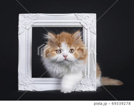 Adorable red / white British Longhair kitten on black background Adorable red / white British Longhair kitten on black background 69339278