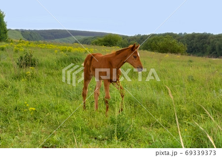 Horse Foal  in field 69339373
