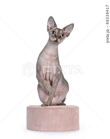 Cute Sphynx cat with pink accesoires on white 69339417