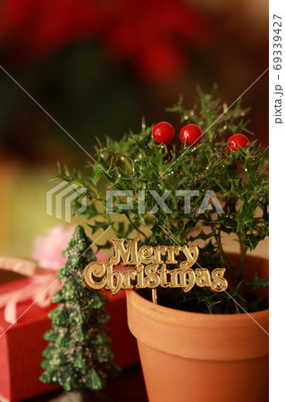 姫ヒイラギの写真素材