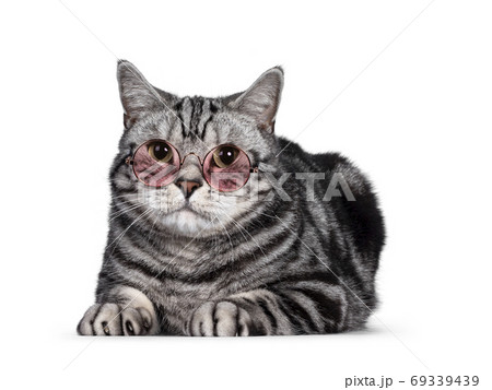 Silver British Shorthair cat on white 69339439