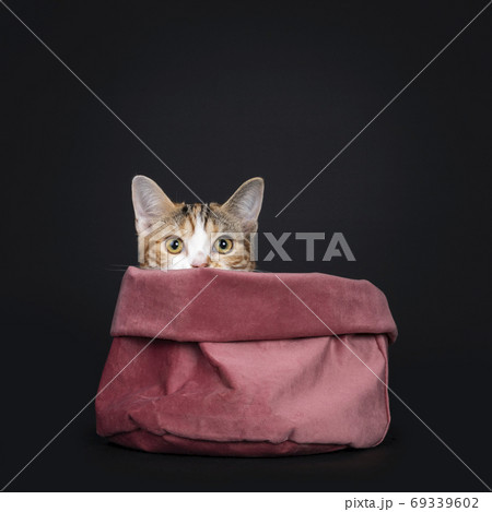 Tortie American Shorthair kitten on black background 69339602