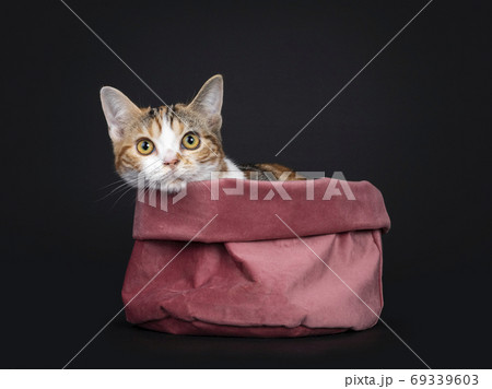 Tortie American Shorthair kitten on black background 69339603