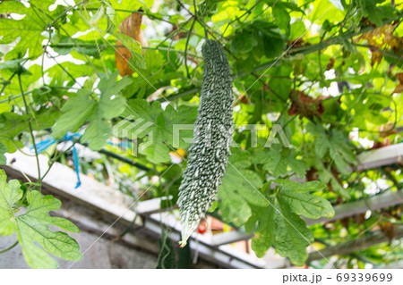 家庭菜園のゴーヤー 69339699