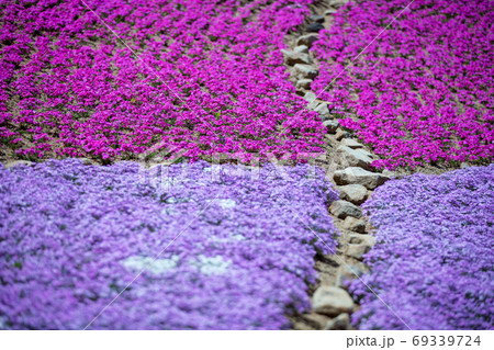 奈良県 花の郷 滝谷花しょうぶ園 芝桜の写真素材