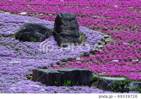 奈良県 花の郷 滝谷花しょうぶ園 芝桜の写真素材