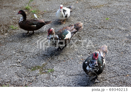 タイワンアヒル Resting Muscovy Duck バリケン タイワンアヒル Resting Muscovy Duck バリケン 69340213