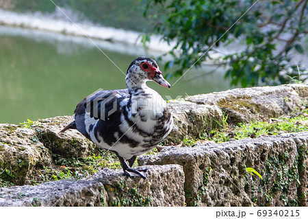 タイワンアヒル Resting Muscovy Duck バリケン タイワンアヒル Resting Muscovy Duck バリケン 69340215