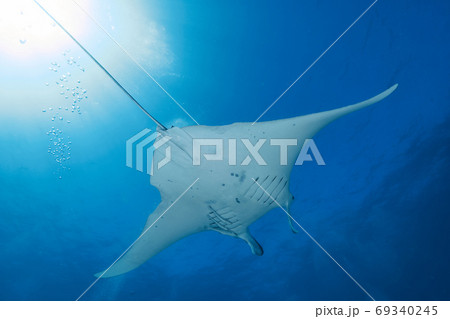 世界遺産グレートバリアリーフに浮かぶレディエリオット島のマンタ 世界遺産グレートバリアリーフに浮かぶレディエリオット島のマンタ 69340245