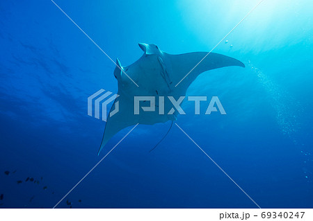世界遺産グレートバリアリーフに浮かぶレディエリオット島のマンタ 69340247
