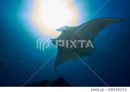 世界遺産グレートバリアリーフに浮かぶレディエリオット島のマンタ 世界遺産グレートバリアリーフに浮かぶレディエリオット島のマンタ 69340252