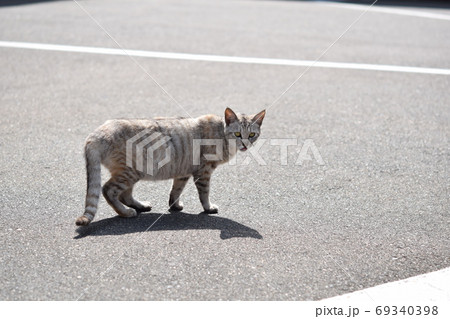 様子をうかがう野良猫の写真素材