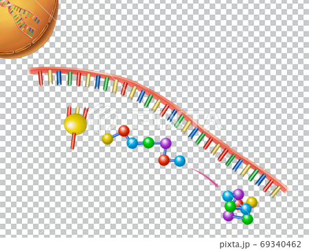Life science gene, DNA illustration Life science gene, DNA illustration 69340462