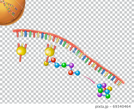 生命科學基因，DNA插圖 69340464