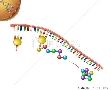 遺伝子 構造 細胞のイラスト素材