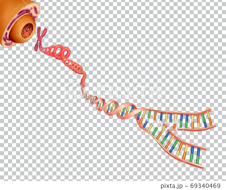 生命科學基因,DNA插圖 生命科學基因,DNA插圖 69340469
