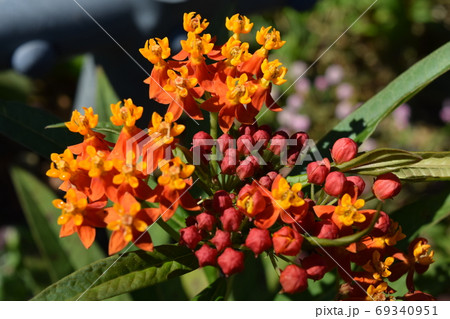 トウワタ トウワタ 69340951