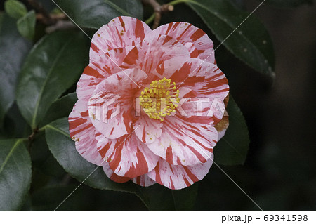 斑入りの椿の花の写真素材 [69341598] - PIXTA