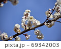 白梅 69342003