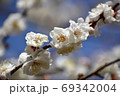 白梅 69342004