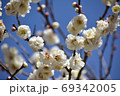 白梅 69342005
