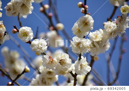 白梅 白梅 69342005