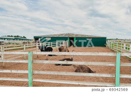 Ostriches in the paddock of the farm. 69342569