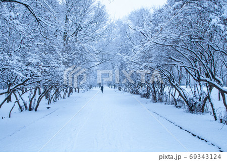 Amazing view of alley with trees covered by snow 69343124