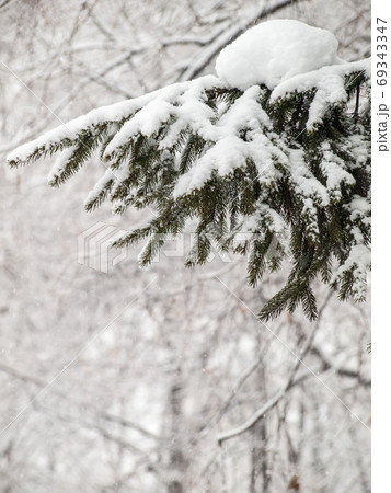 Branches of fir tree covered with snow in the city park Branches of fir tree covered with snow in the city park 69343347