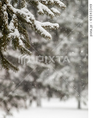 Branches of fir tree covered with snow in the city park Branches of fir tree covered with snow in the city park 69343349
