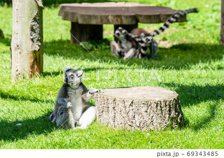 The ring-tailed lemur, Lemur catta is a large strepsirrhine primate and the most recognized lemur due to its long, black and white ringed tail The ring-tailed lemur, Lemur catta is a large strepsirrhine primate and the most recognized lemur due to its long, black and white ringed tail 69343485