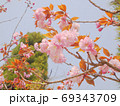 桜の花 69343709