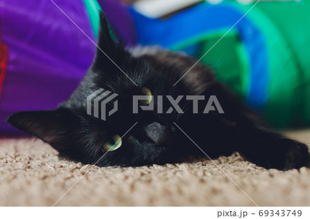 Calico Cat Framed and Alert in Cat Tunnel Toy. 69343749