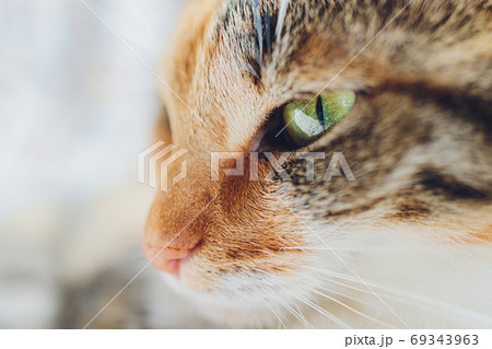 Cute little bengal kitty cat laying spotted. 69343963