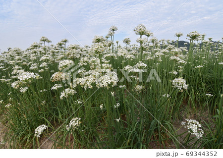 景色 風景 背景 69344352